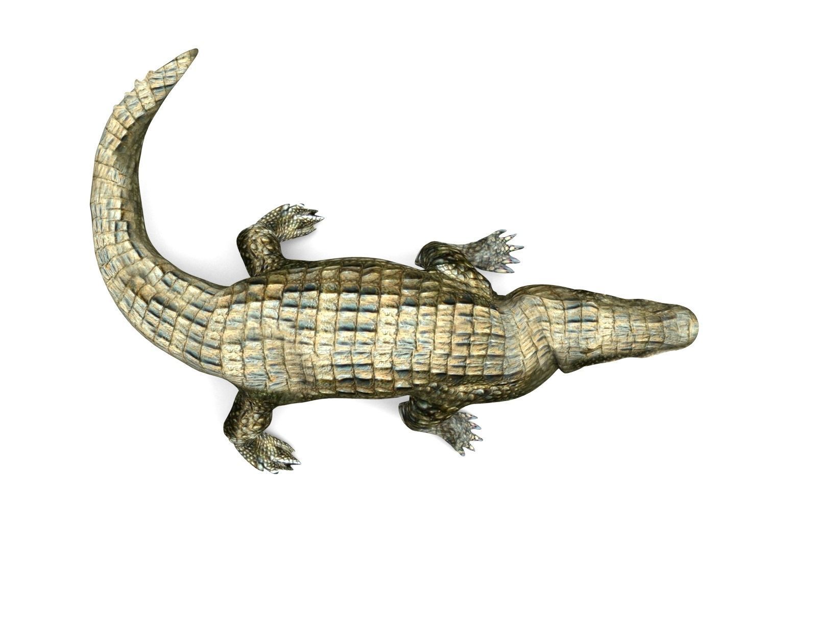 Crocodile Rigged 3D Models game ready Low-poly 3D model_9