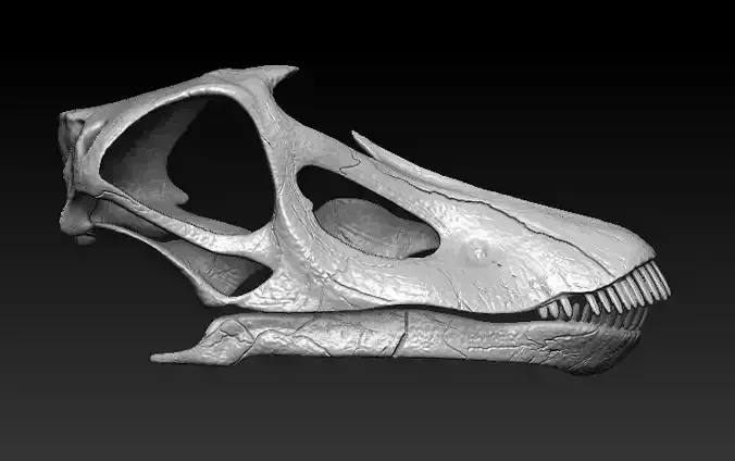 Diplodocus skull 3D model