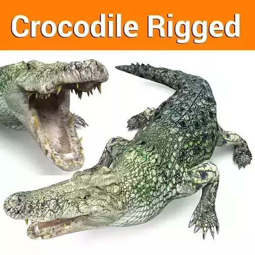 Rigged Crocodile 3d Model 