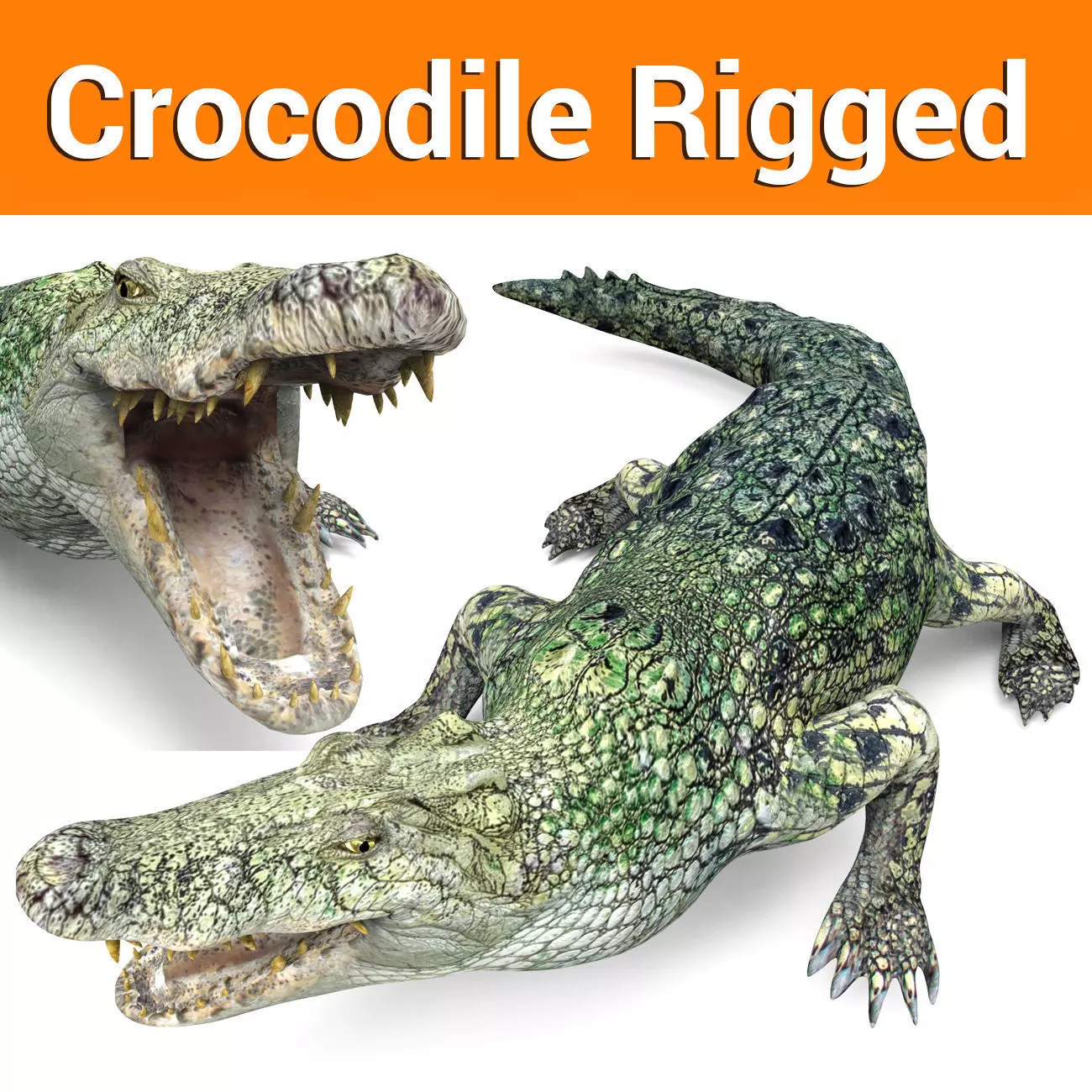 Rigged Crocodile 3d Model Low-poly 3D model