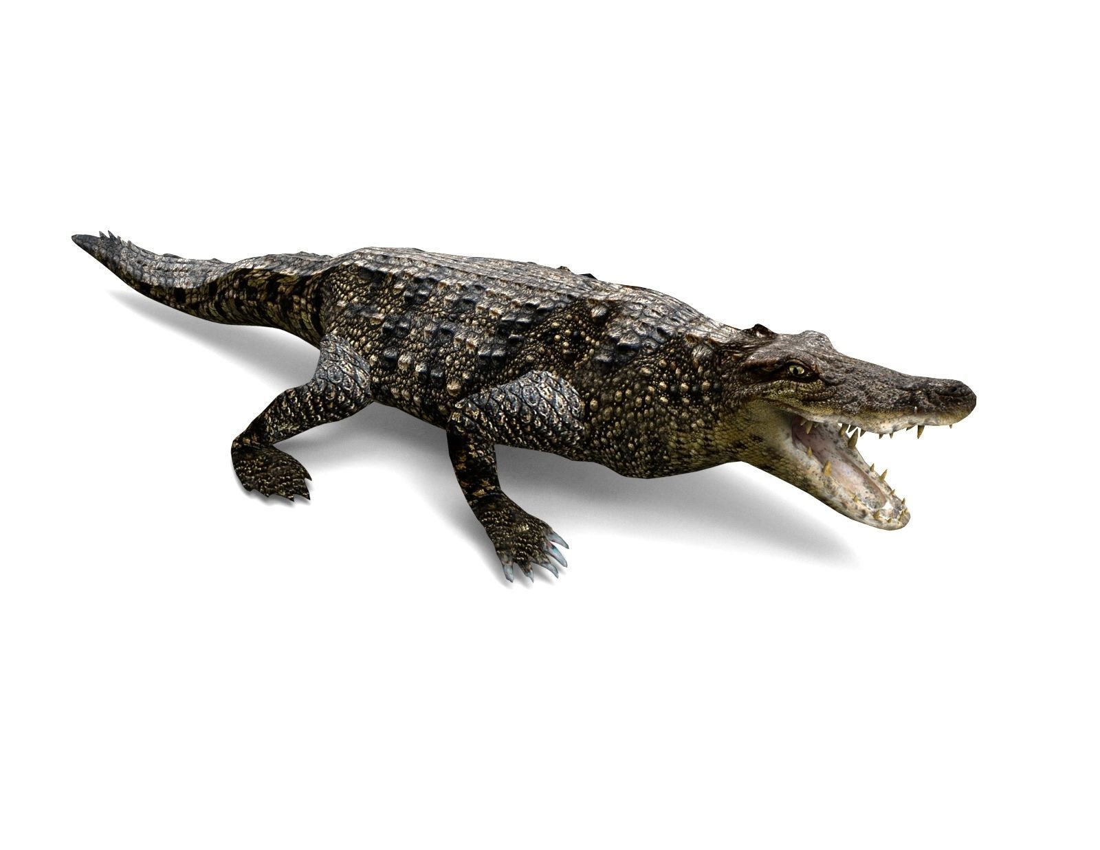 3D Low poly Wild Crocodile Rigged  Low-poly 3D model_12