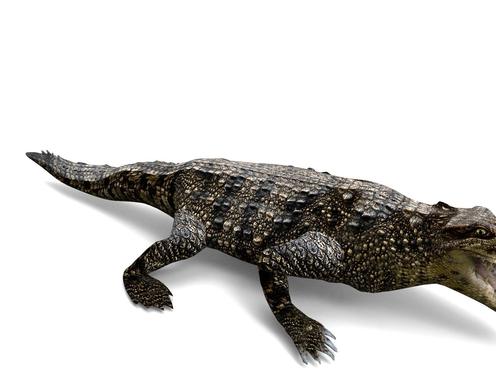 3D Low poly Wild Crocodile Rigged  Low-poly 3D model_8