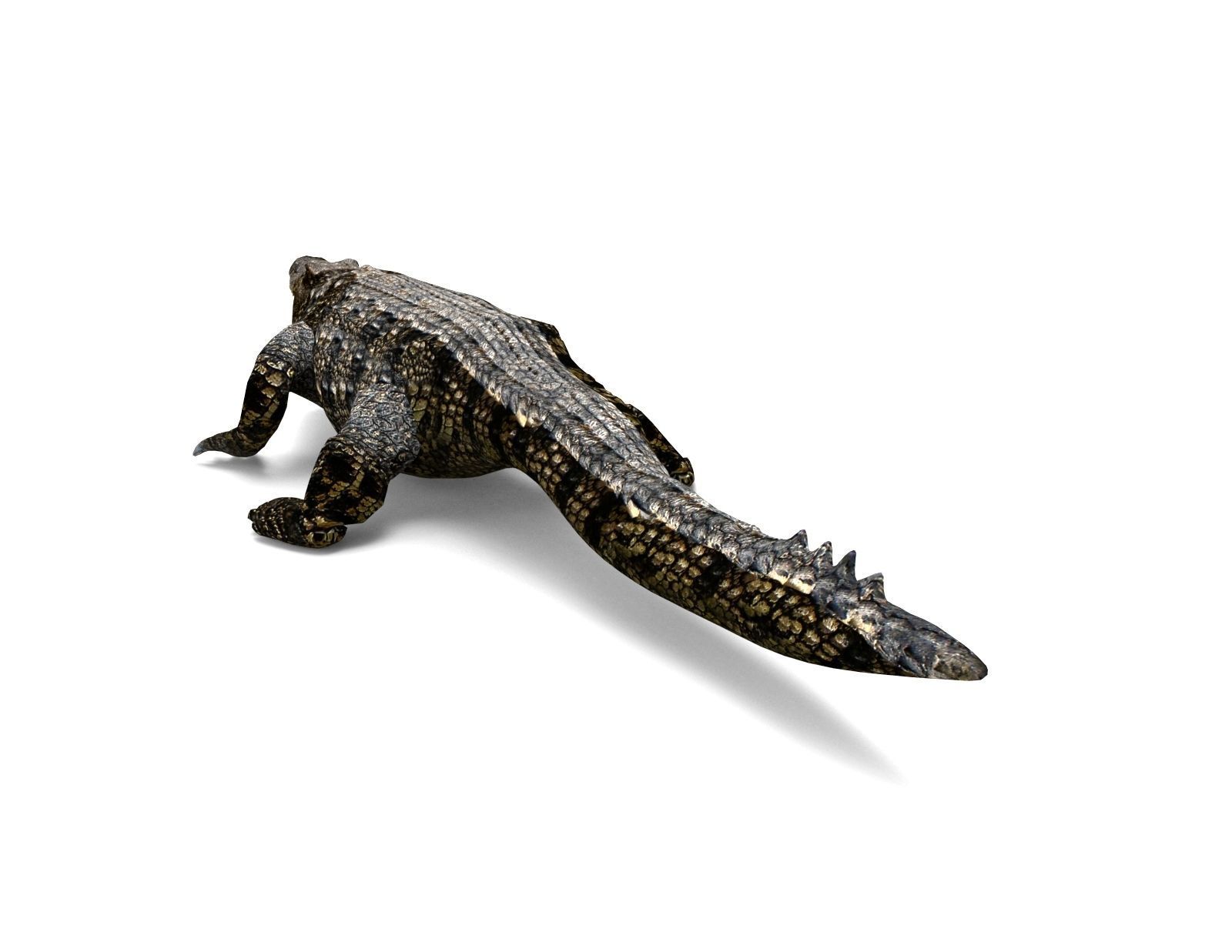 3D Low poly Wild Crocodile Rigged  Low-poly 3D model_9