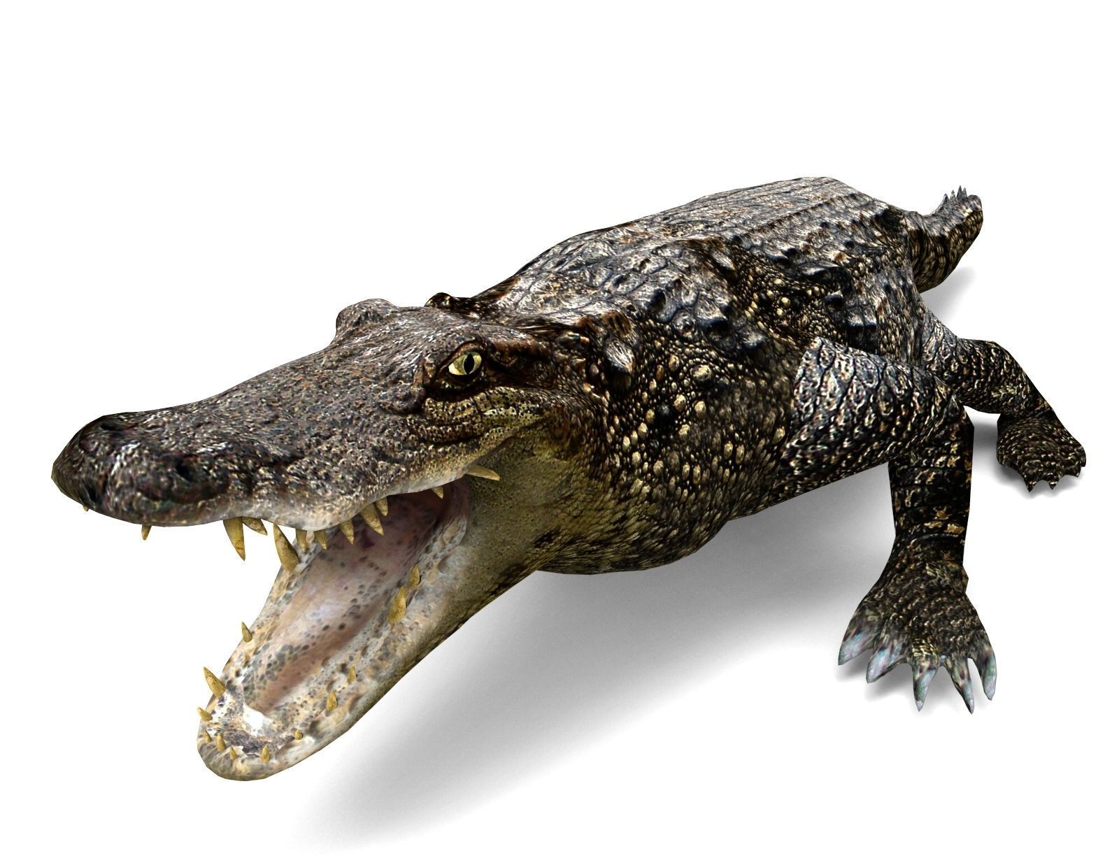 3D Low poly Wild Crocodile Rigged  Low-poly 3D model_5