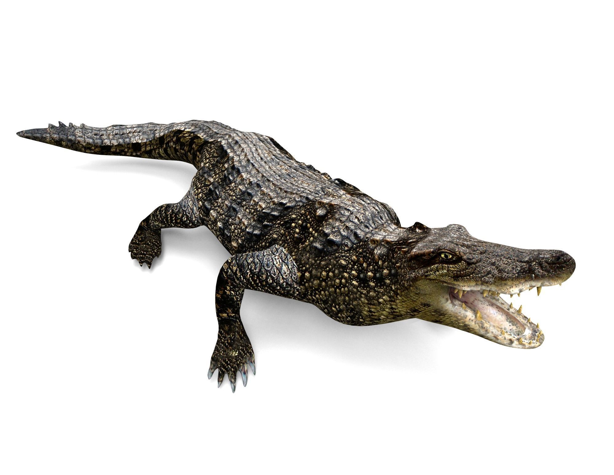 3D Low poly Wild Crocodile Rigged  Low-poly 3D model_14