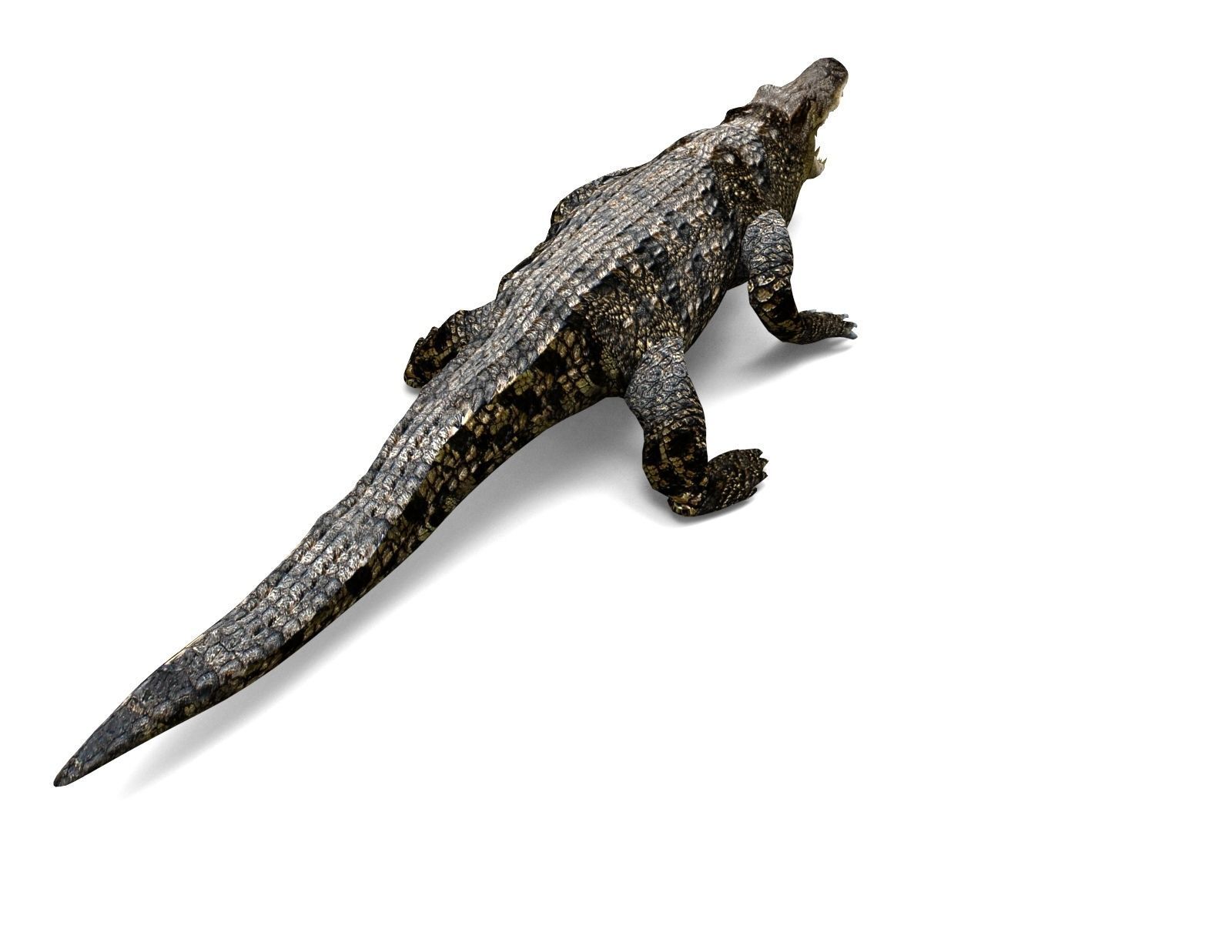3D Low poly Wild Crocodile Rigged  Low-poly 3D model_11
