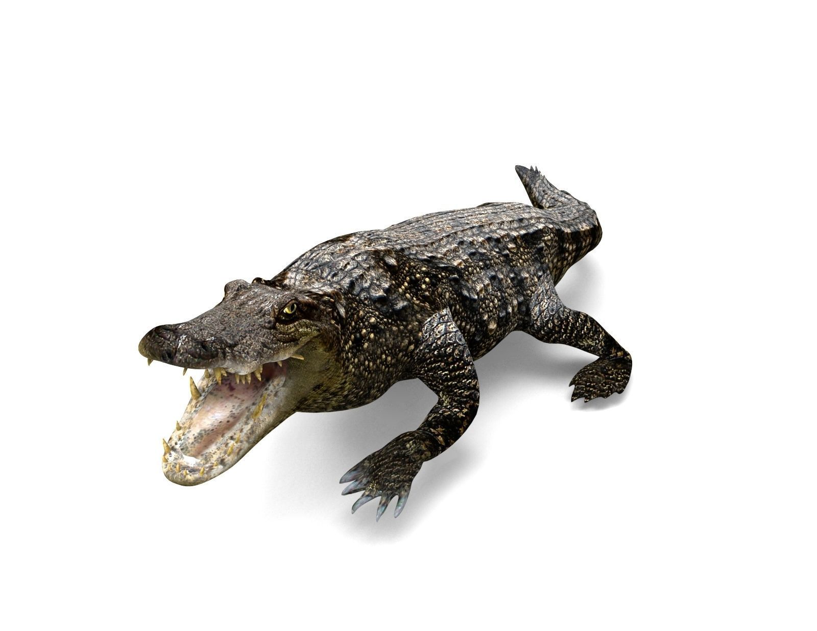 3D Low poly Wild Crocodile Rigged  Low-poly 3D model_16