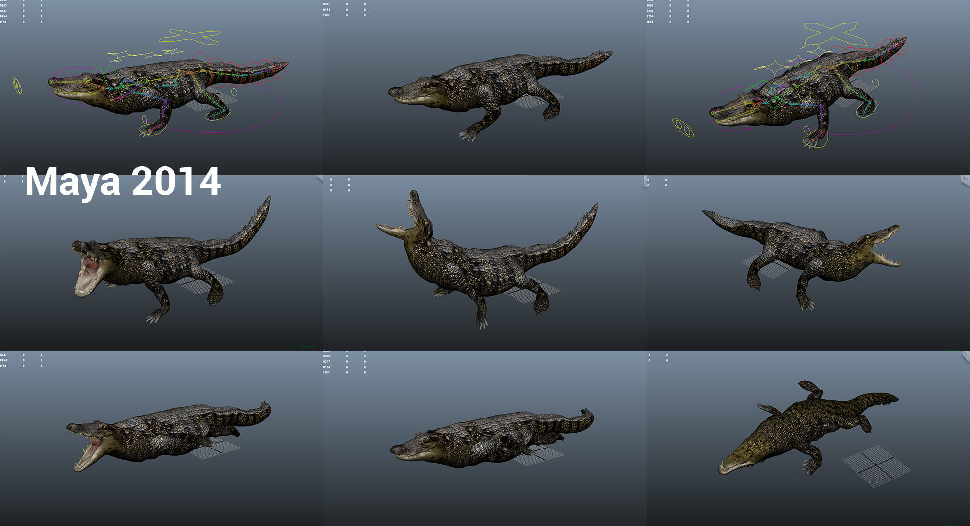 3D Low poly Wild Crocodile Rigged  Low-poly 3D model_24