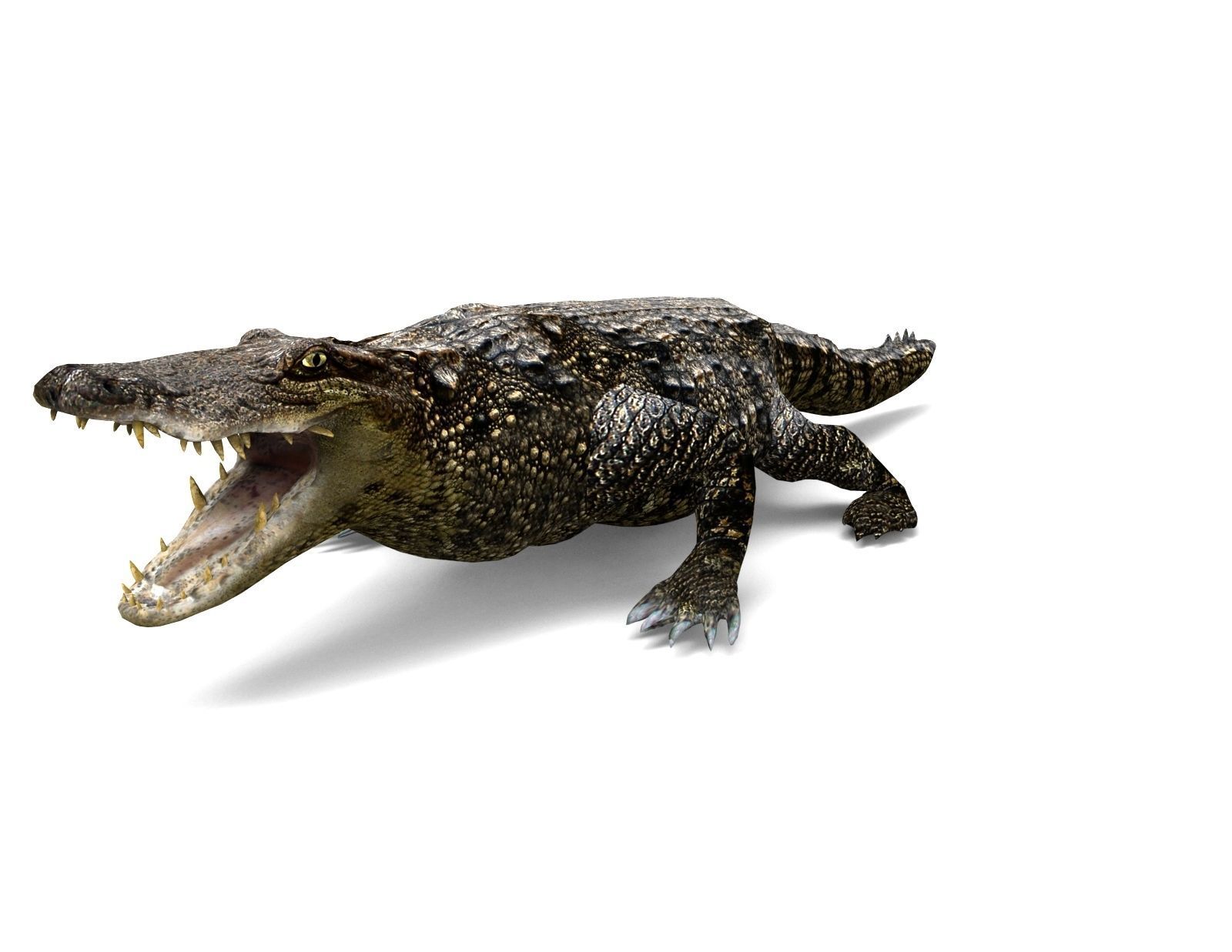 3D Low poly Wild Crocodile Rigged  Low-poly 3D model_4