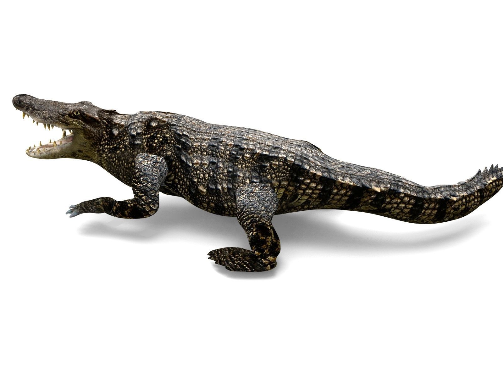 3D Low poly Wild Crocodile Rigged  Low-poly 3D model_17