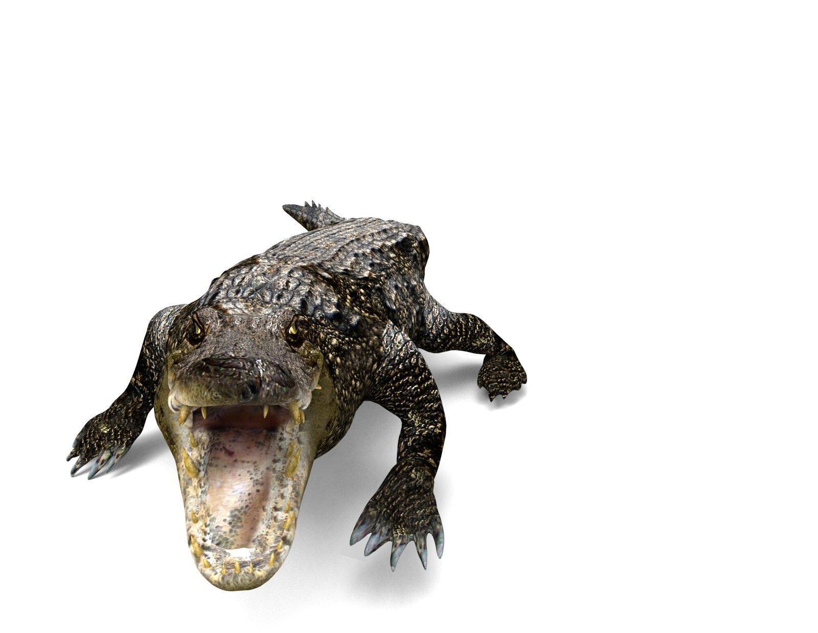 3D Low poly Wild Crocodile Rigged  Low-poly 3D model_15