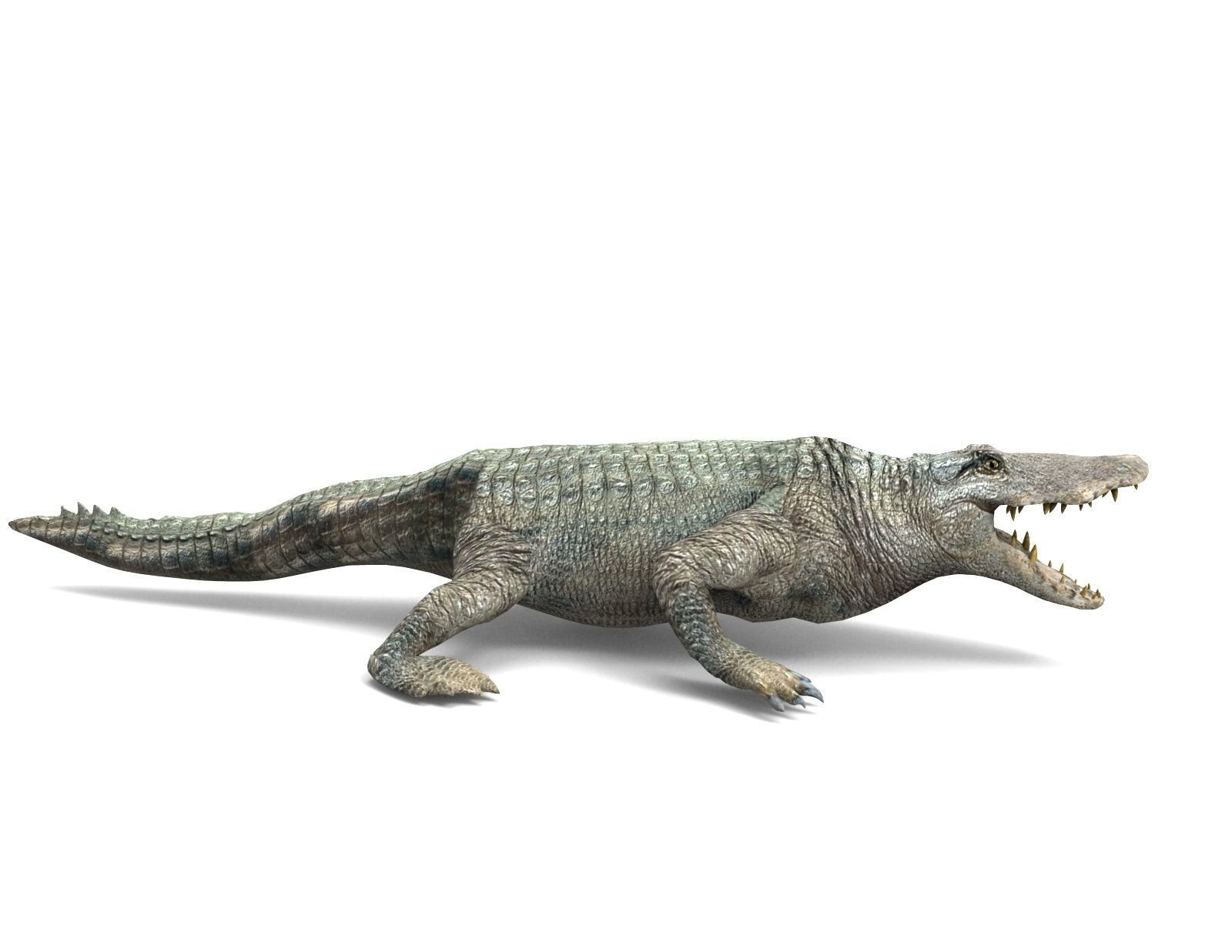 Crocodile Rigged 3D Models game ready Low-poly 3D model_8