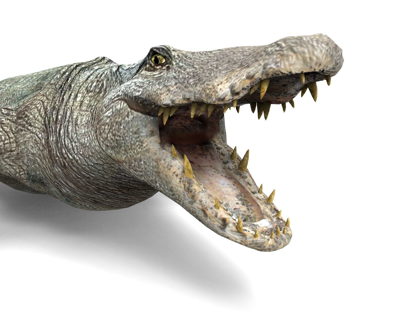 Crocodile Rigged 3D Models game ready Low-poly 3D model_11