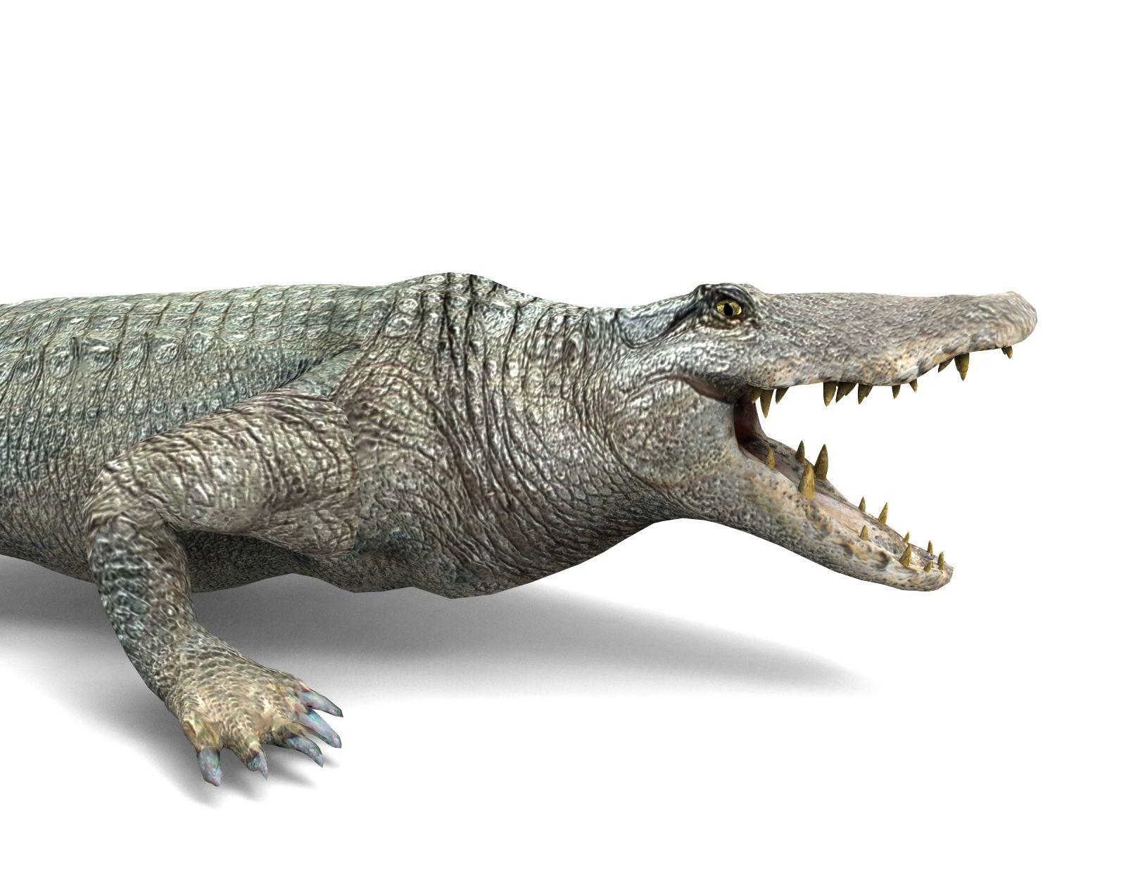Crocodile Rigged 3D Models game ready Low-poly 3D model_9