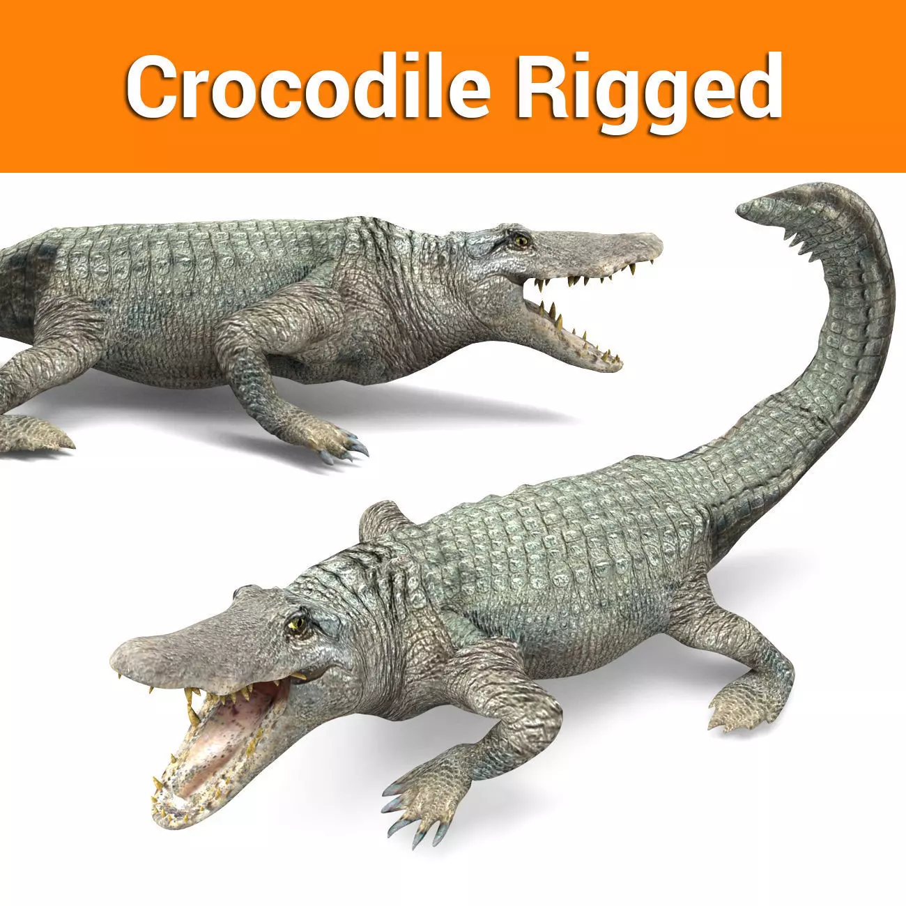 Crocodile Rigged 3D Models game ready Low-poly 3D model_0