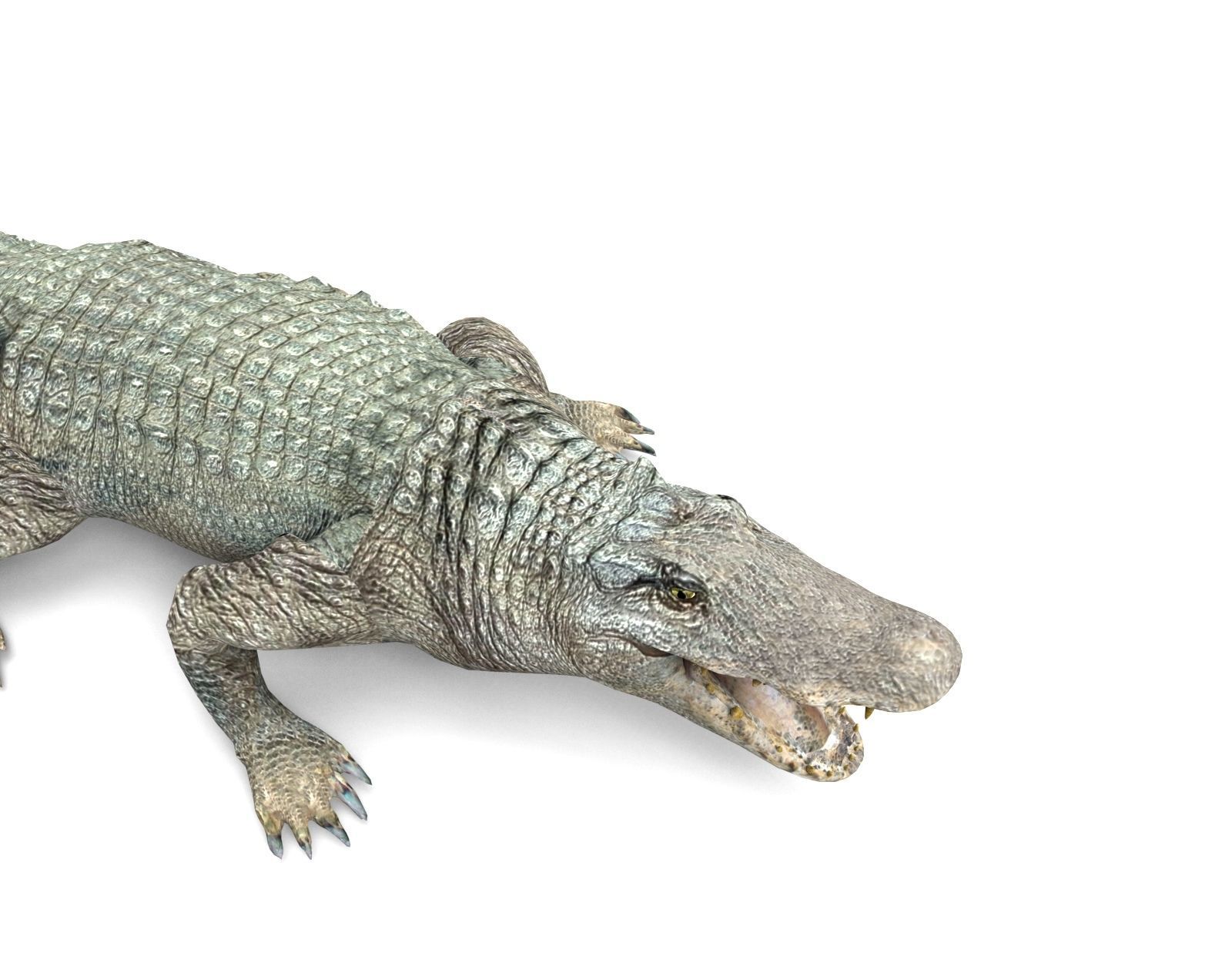 Crocodile Rigged 3D Models game ready Low-poly 3D model_10