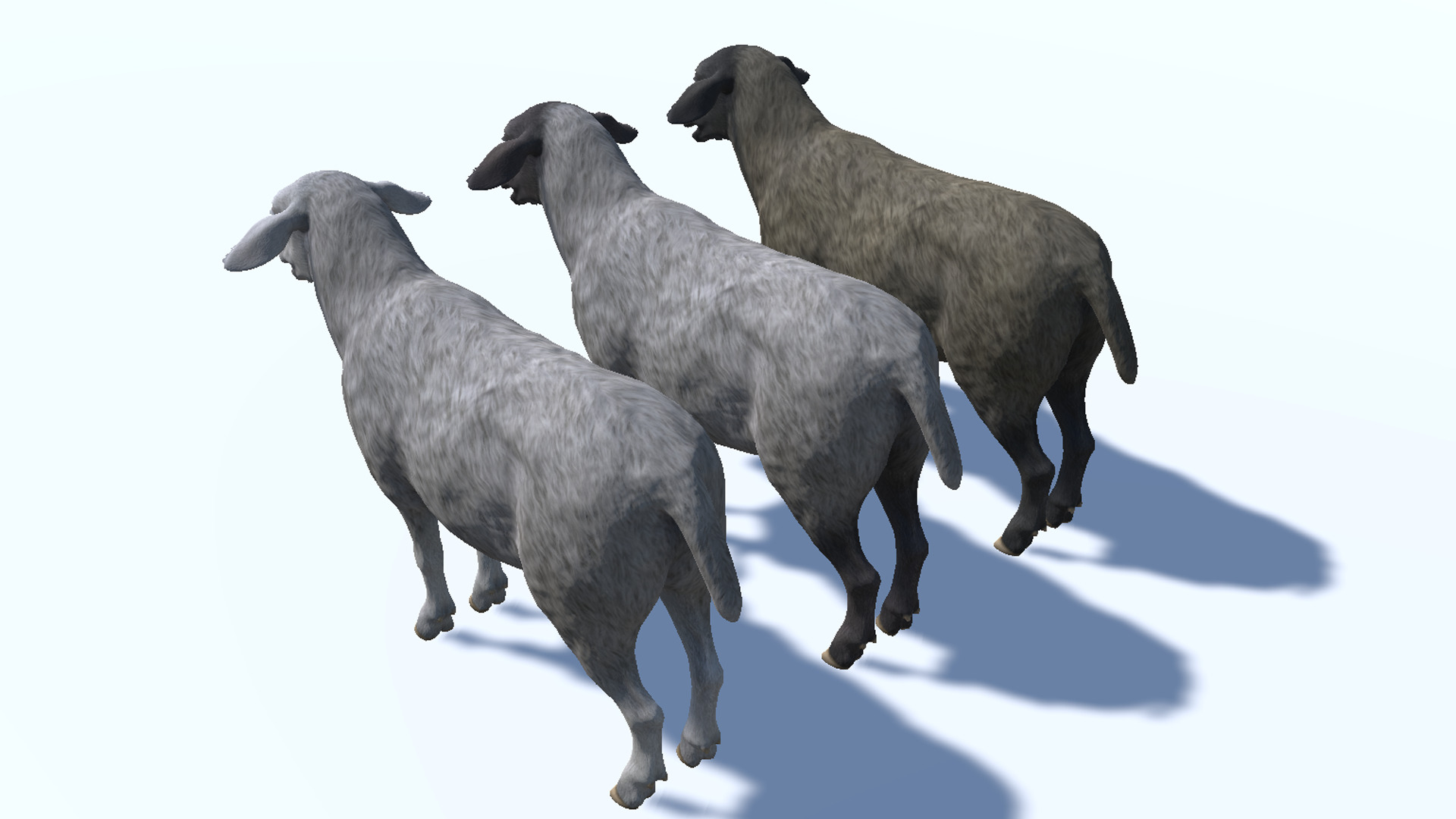 Sheep Low-poly 3D model_12