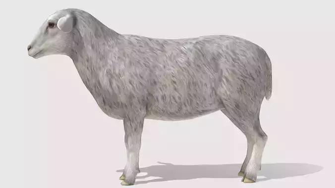 Sheep Low-poly 3D model