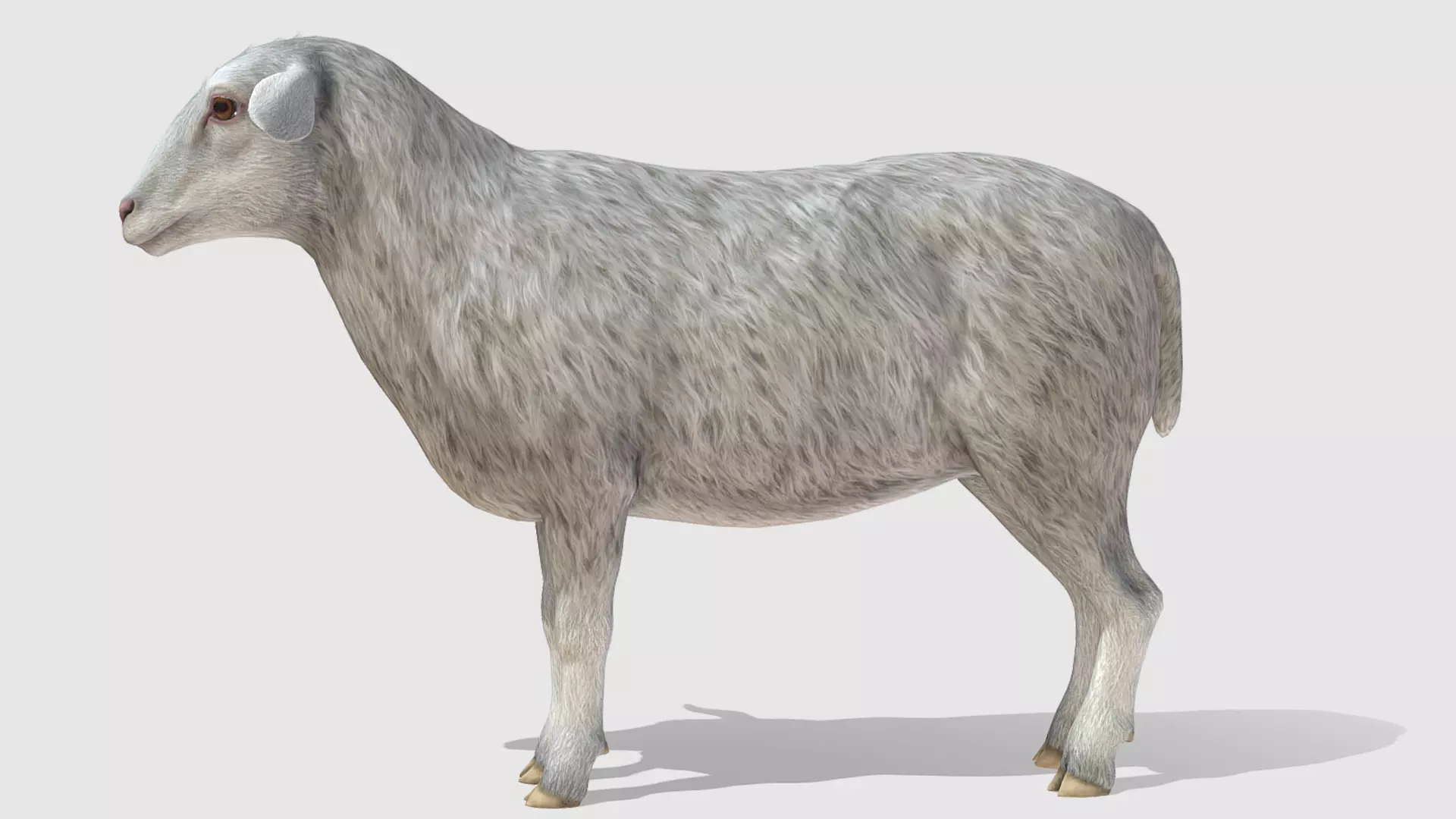 Sheep Low-poly 3D model_0