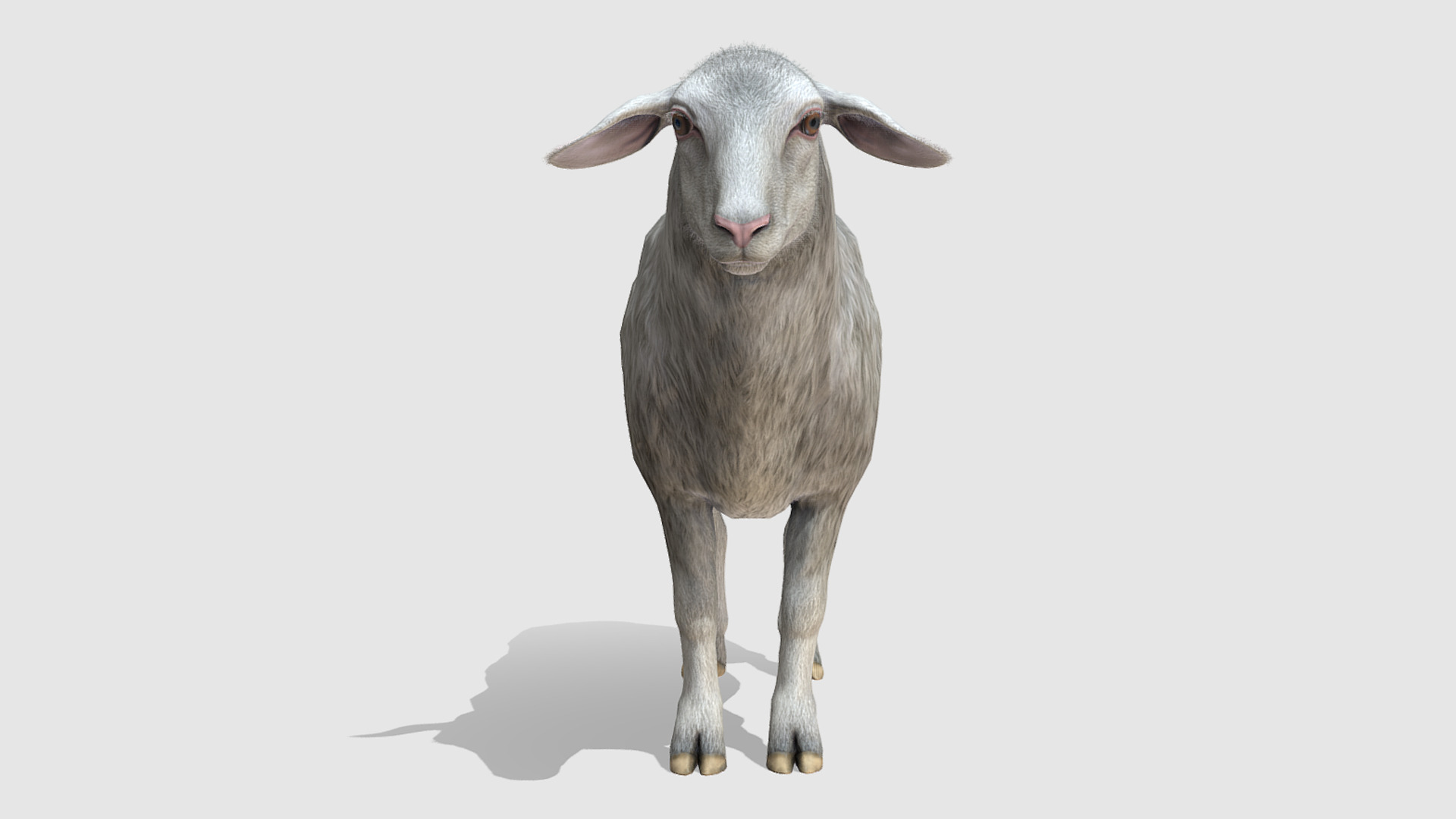 Sheep Low-poly 3D model_3
