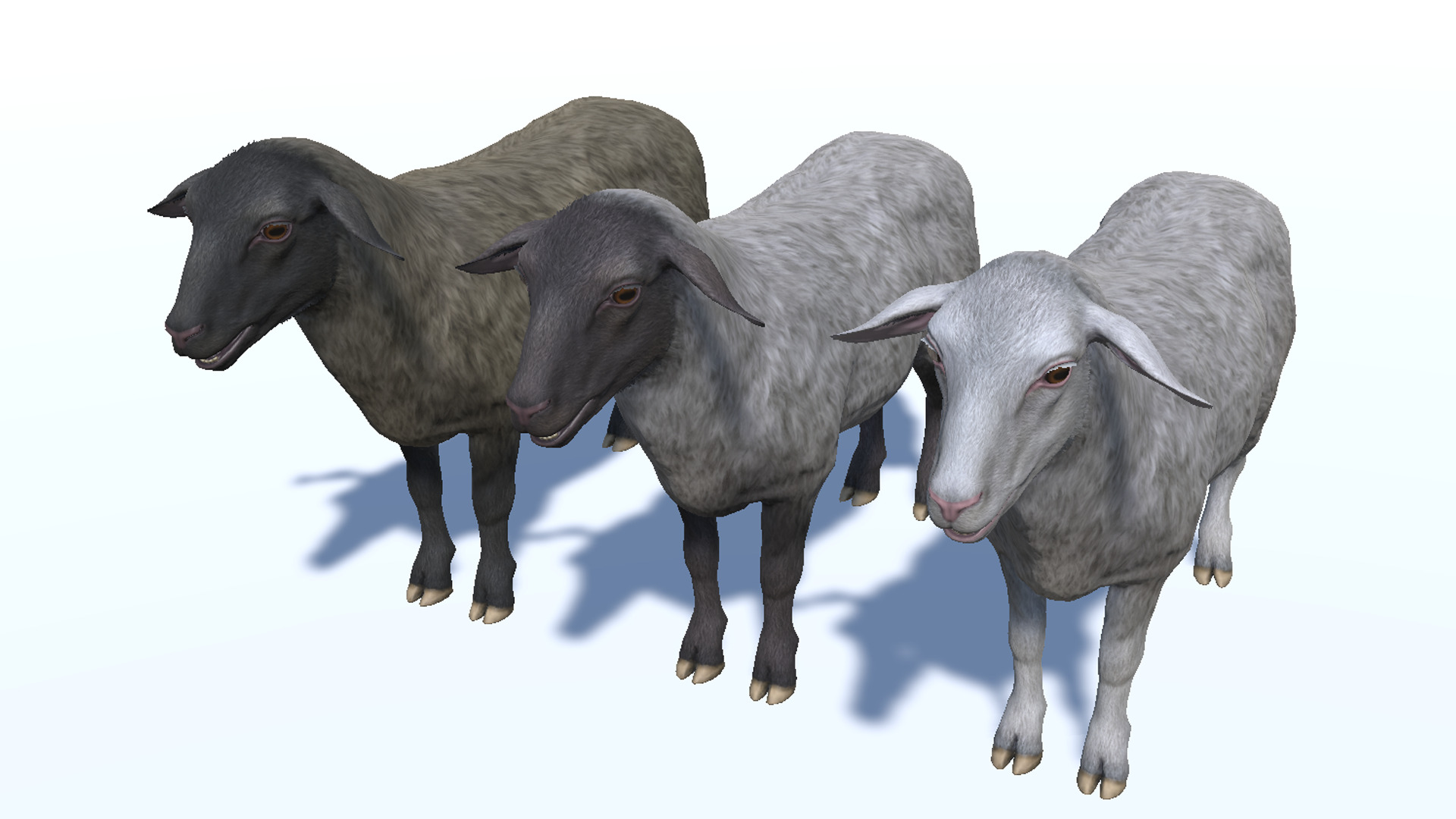 Sheep Low-poly 3D model_10