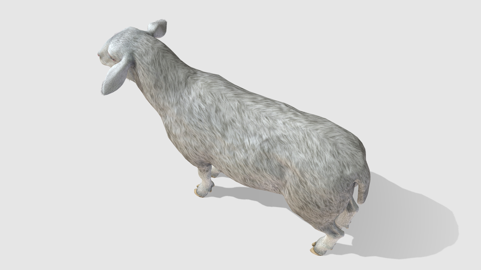 Sheep Low-poly 3D model_5