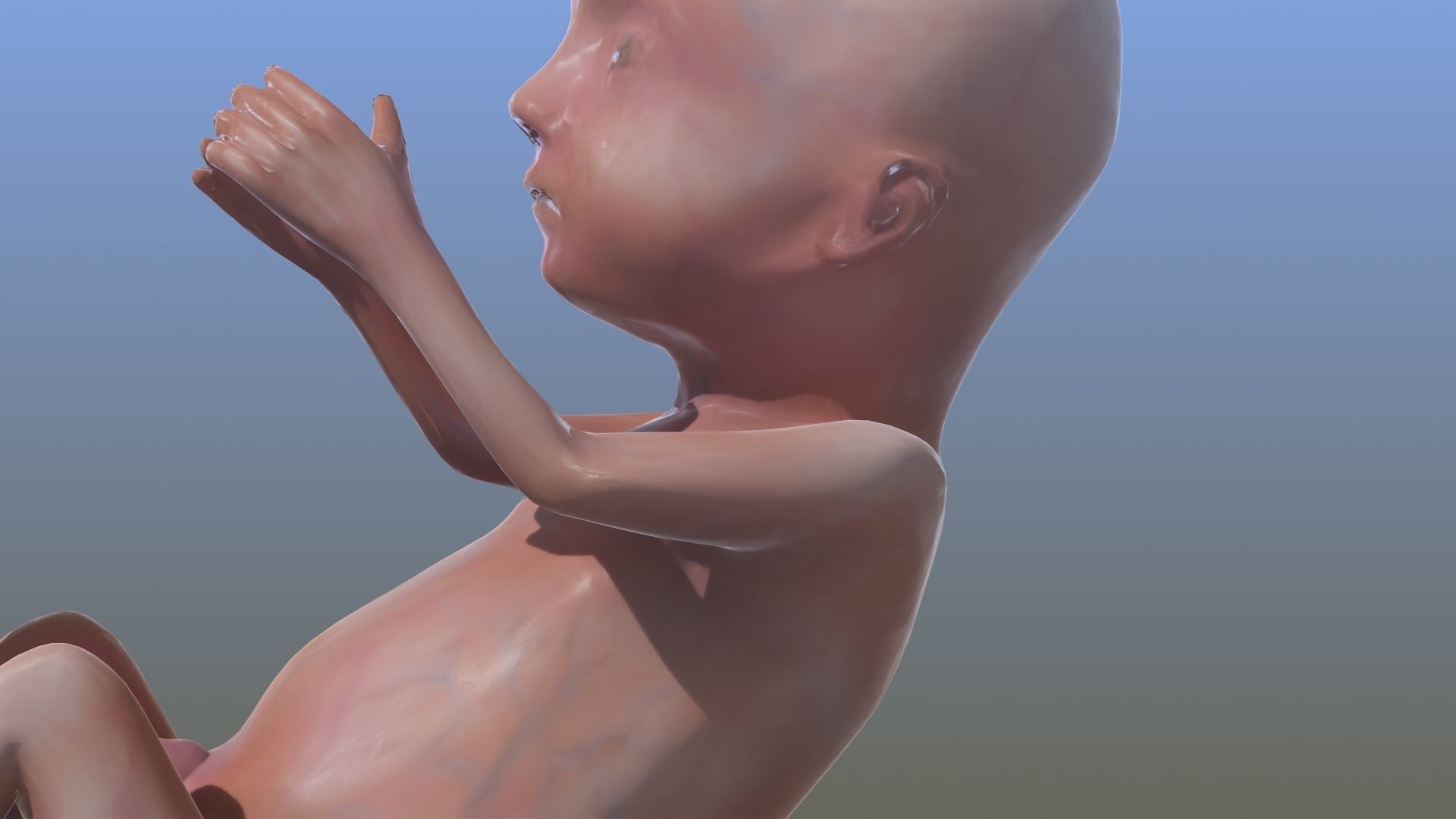 Human Fetus 3D model_26