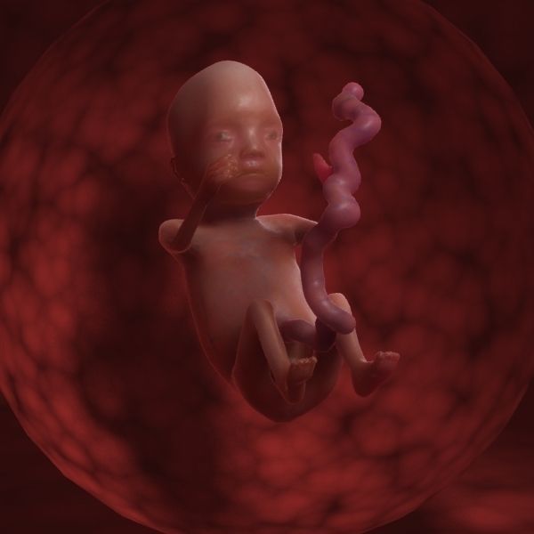 Human Fetus 3D model_29