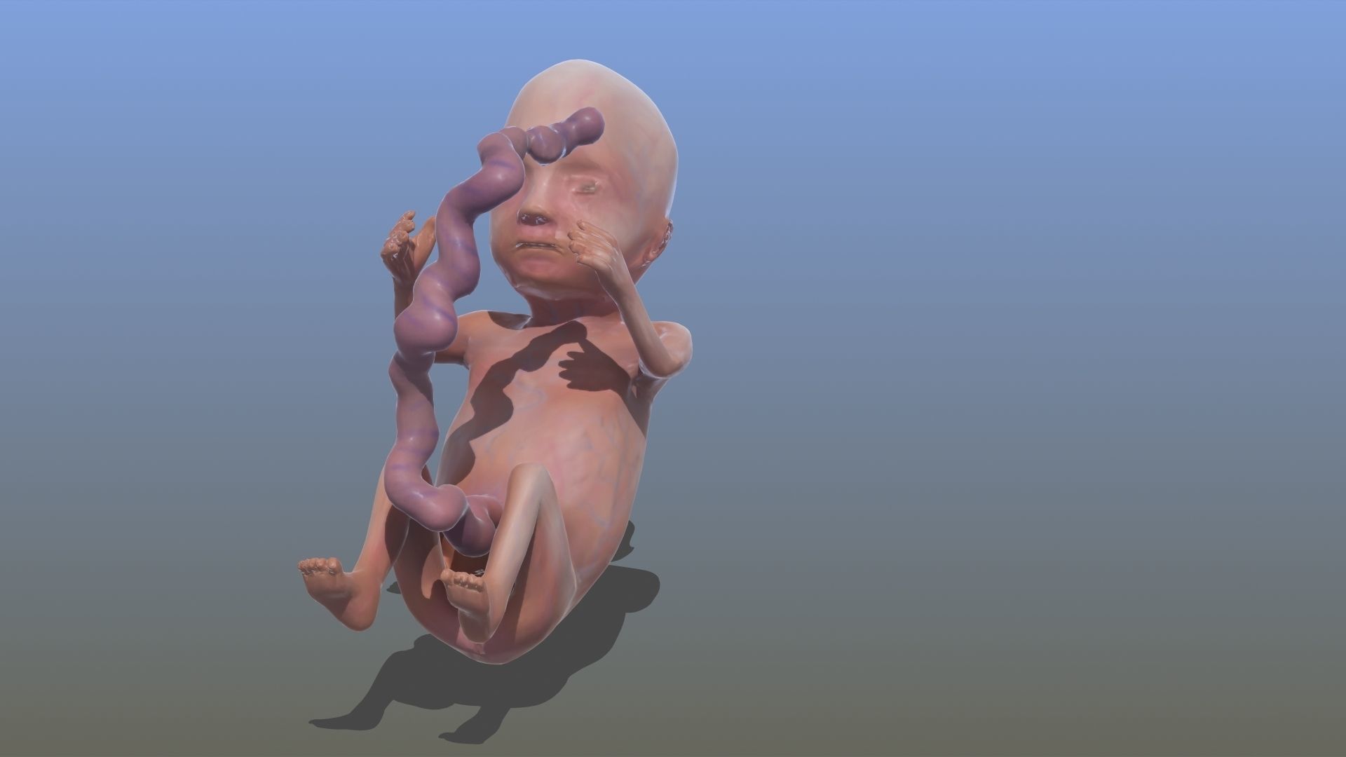 Human Fetus 3D model_9