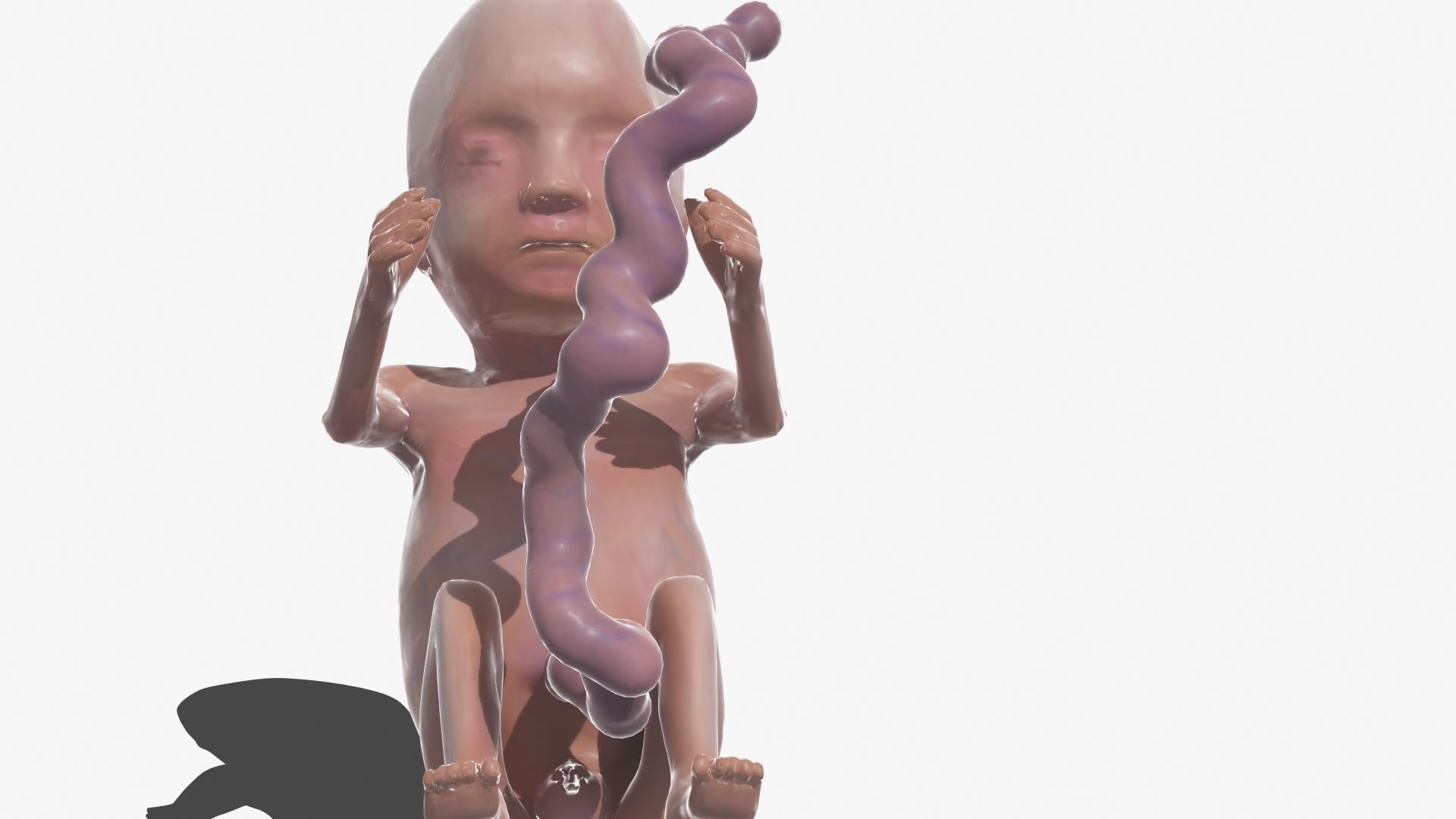 Human Fetus 3D model_45