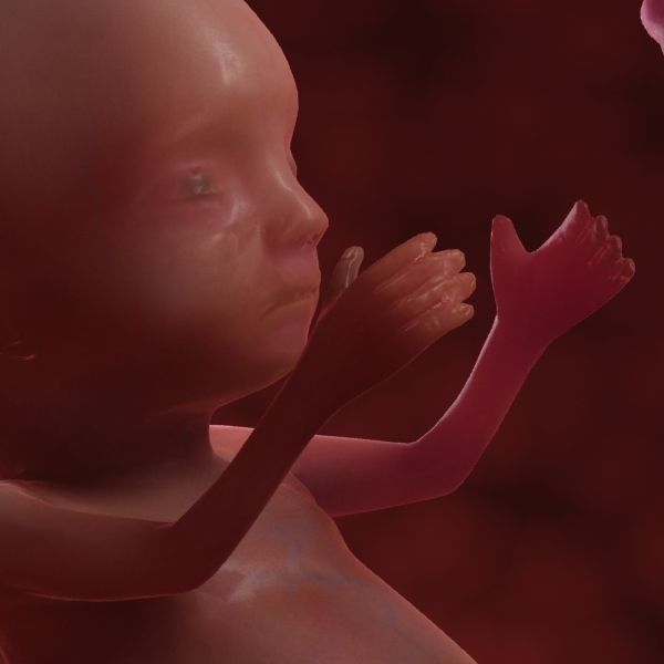 Human Fetus 3D model_30
