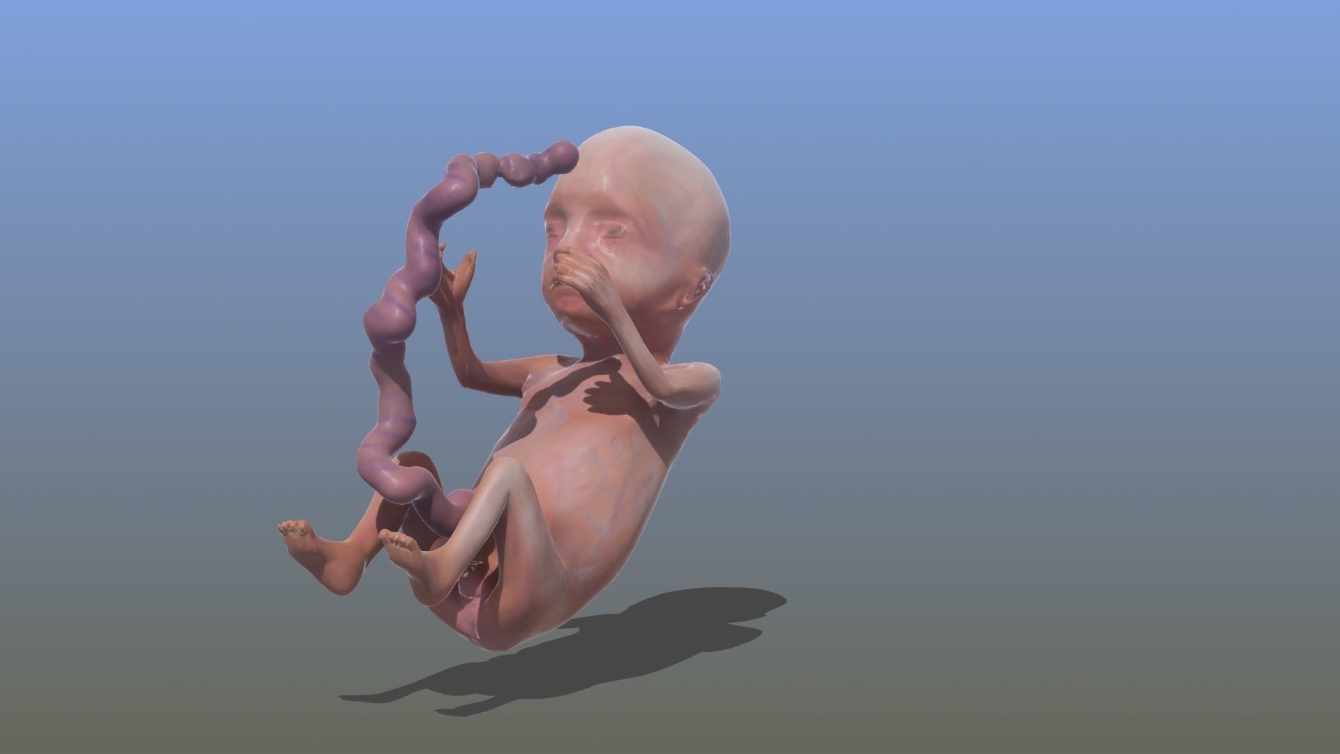 Human Fetus 3D model_11