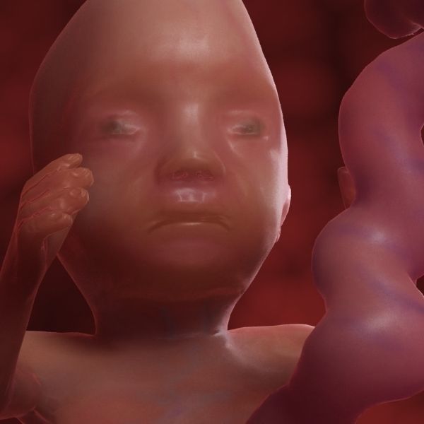 Human Fetus 3D model_31