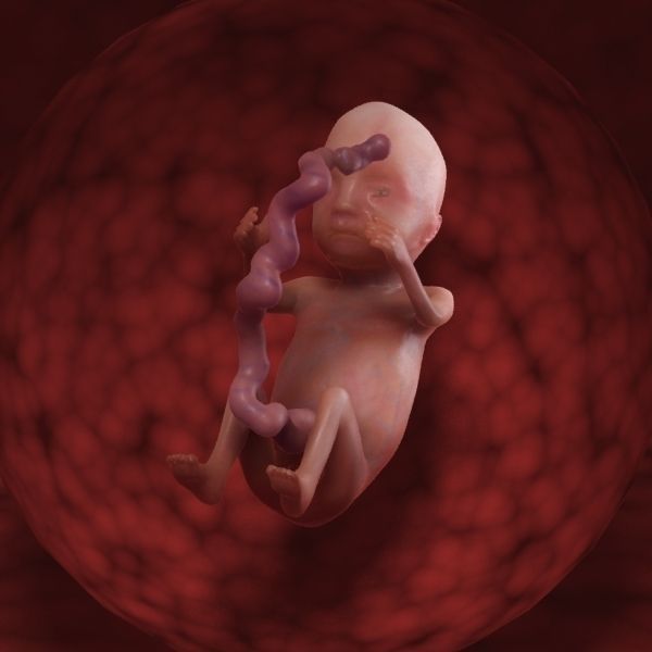 Human Fetus 3D model_54