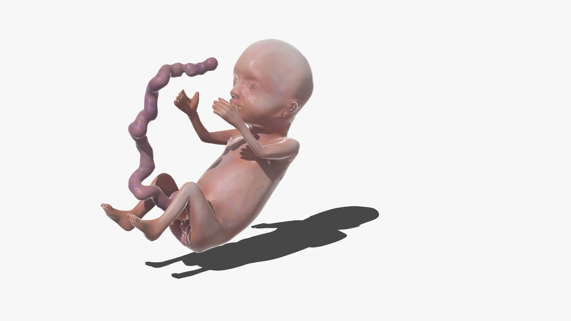 Human Fetus 3D model_28