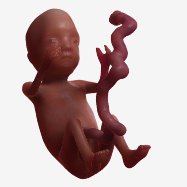 Human Fetus 3D model_36