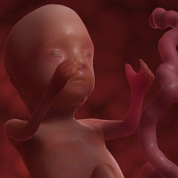 Human Fetus 3D model_56