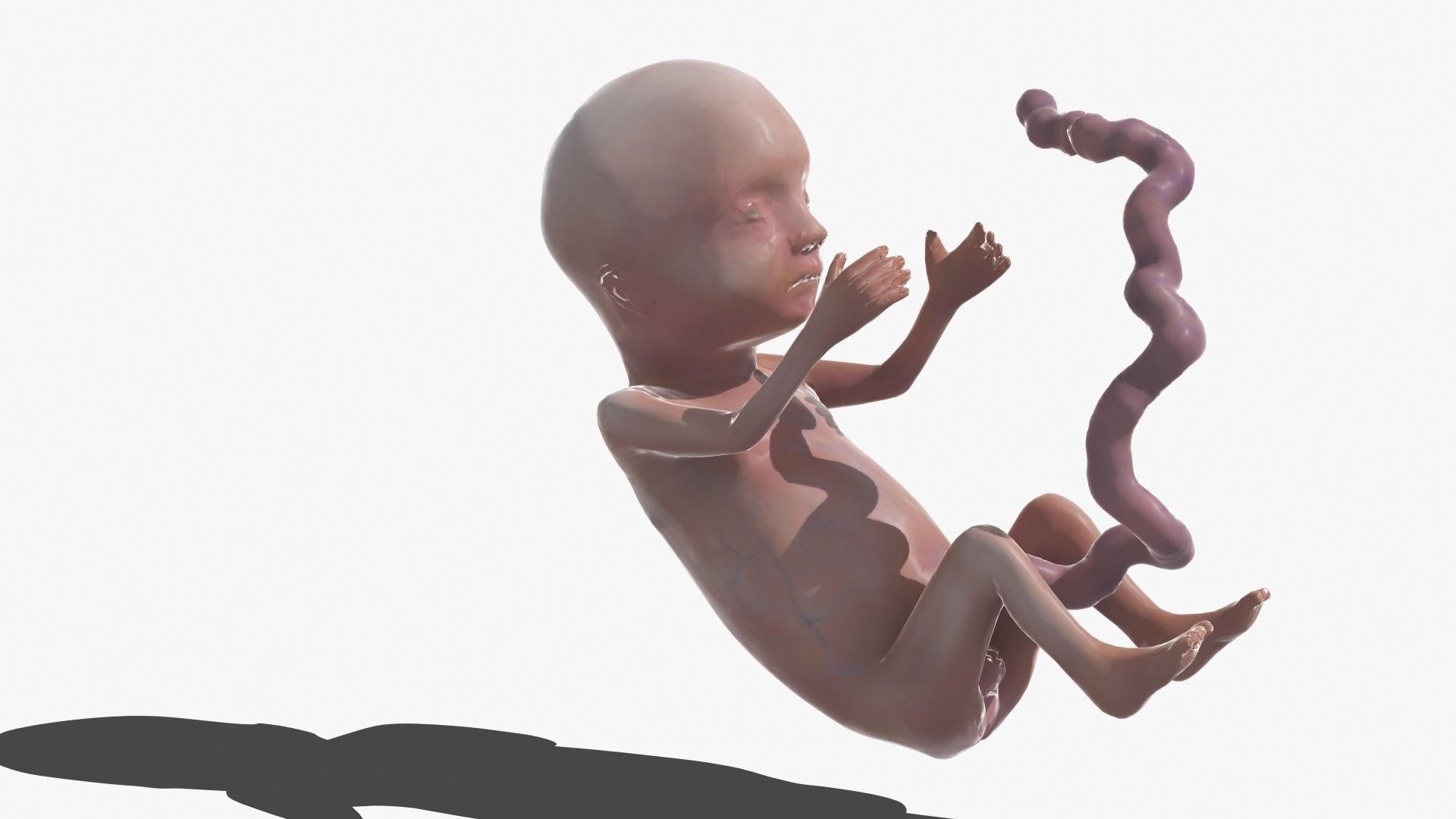 Human Fetus 3D model_44