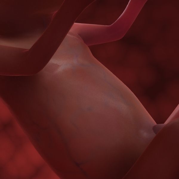 Human Fetus 3D model_35
