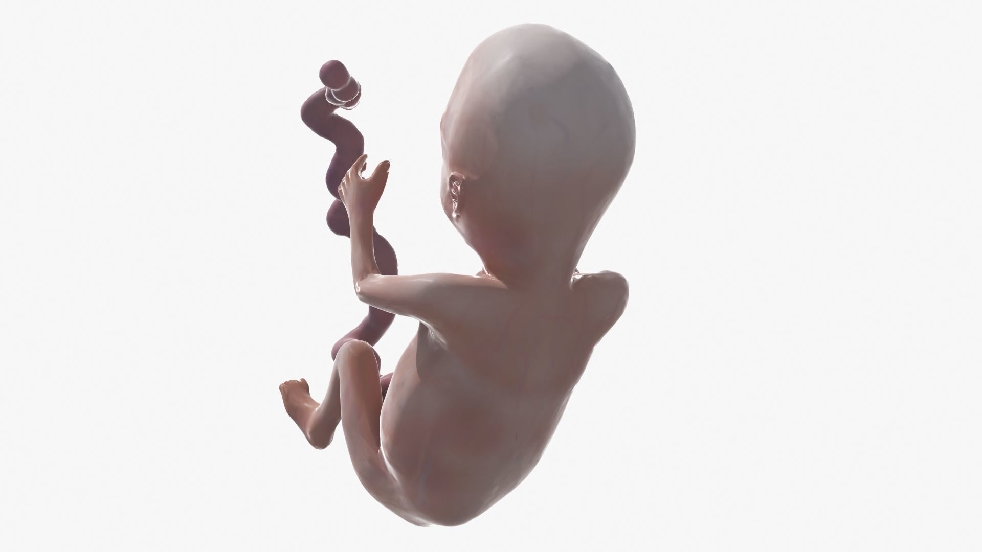 Human Fetus 3D model_38