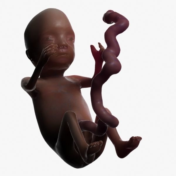Human Fetus 3D model_37