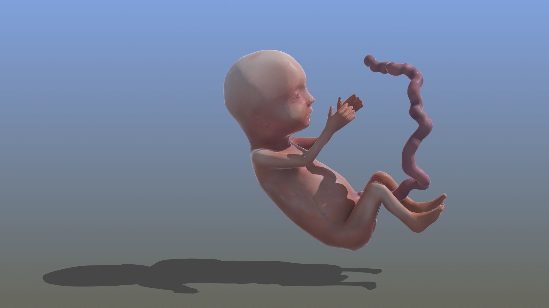 Human Fetus 3D model_22