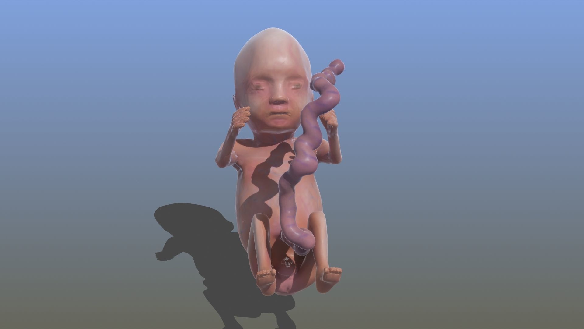 Human Fetus 3D model_25