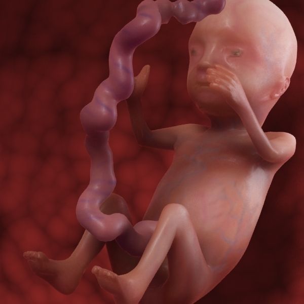 Human Fetus 3D model_34