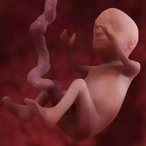 Human Fetus 3D model