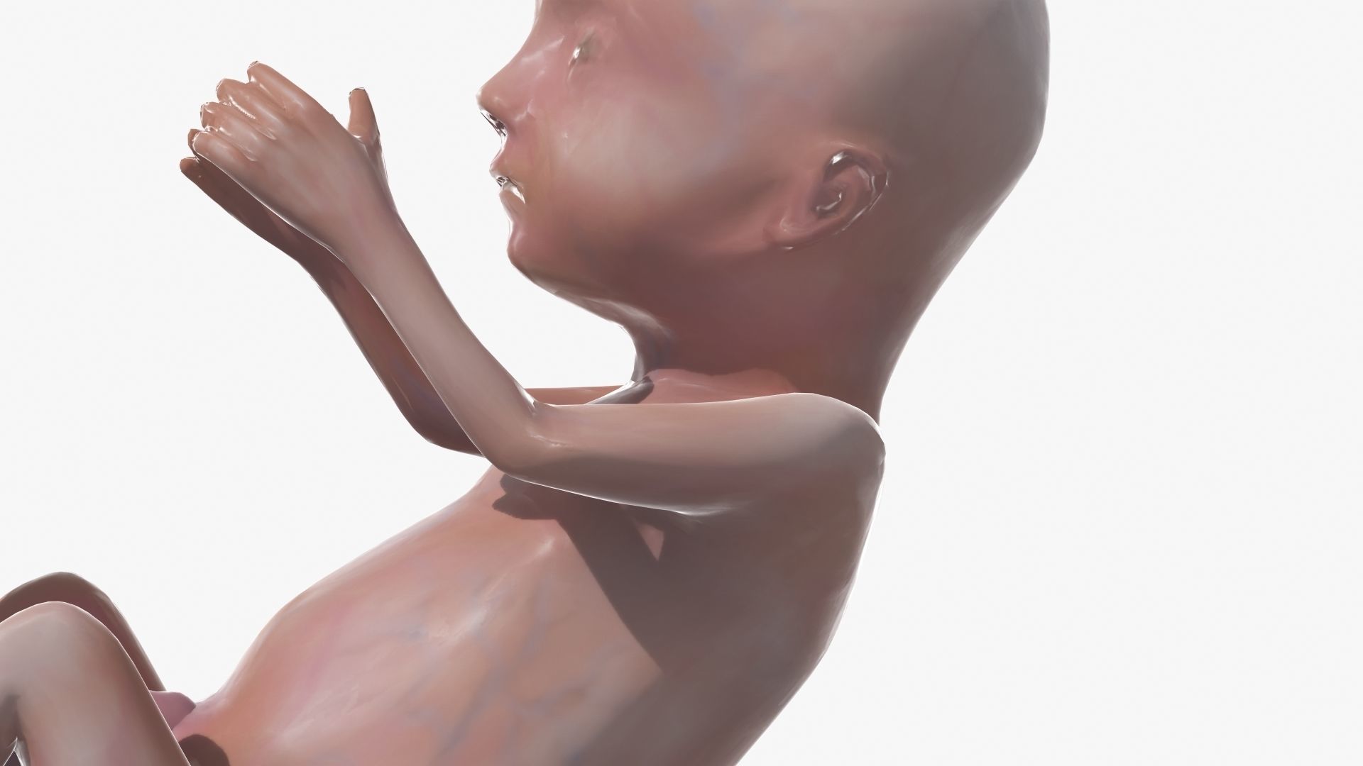 Human Fetus 3D model_33