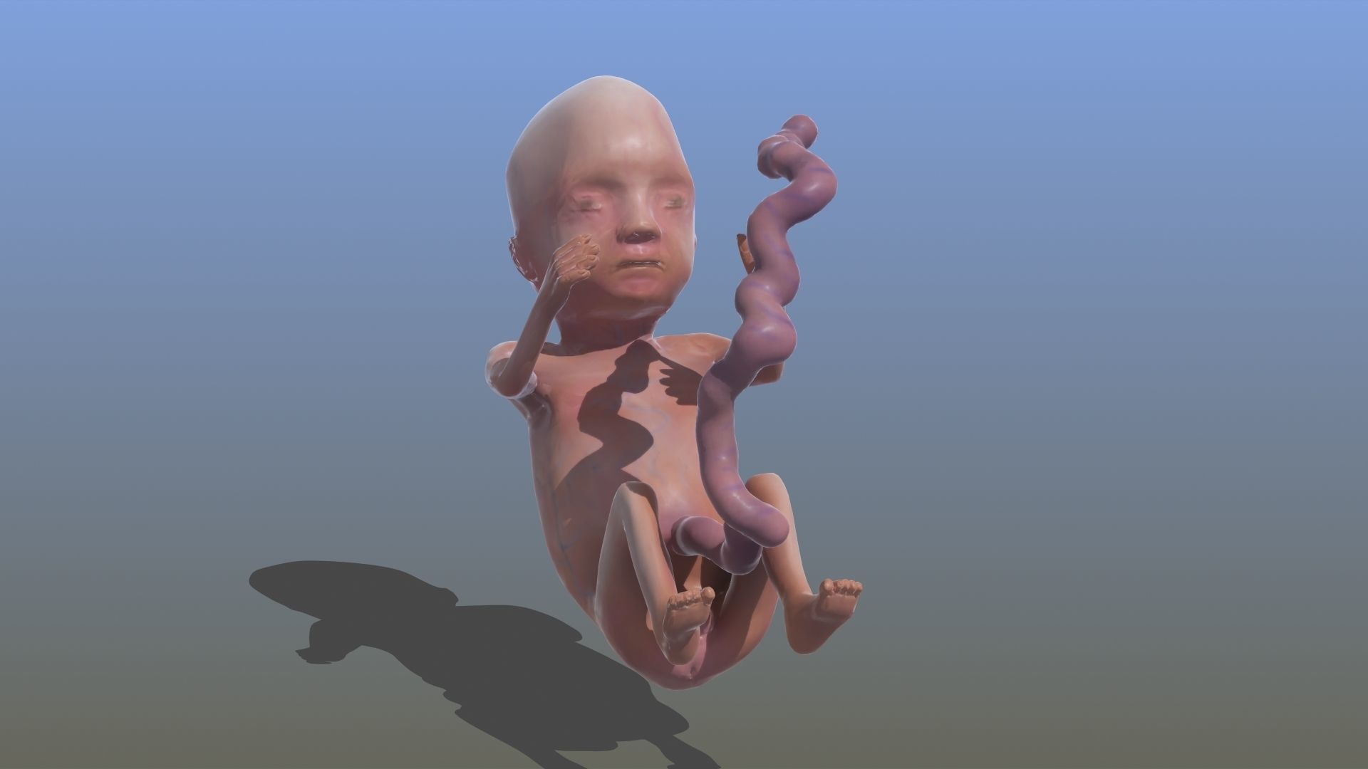 Human Fetus 3D model_23