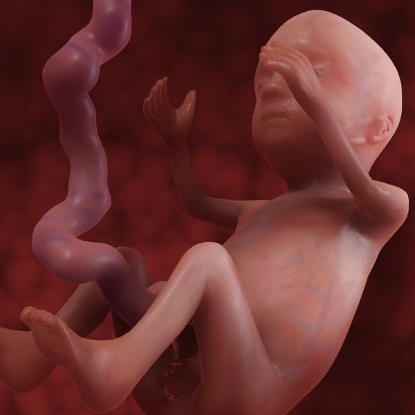 Human Fetus 3D model_32