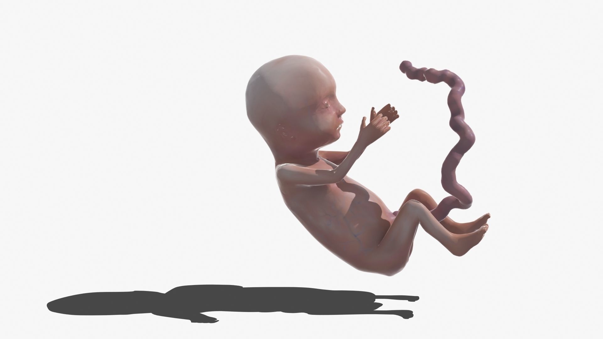 Human Fetus 3D model_42