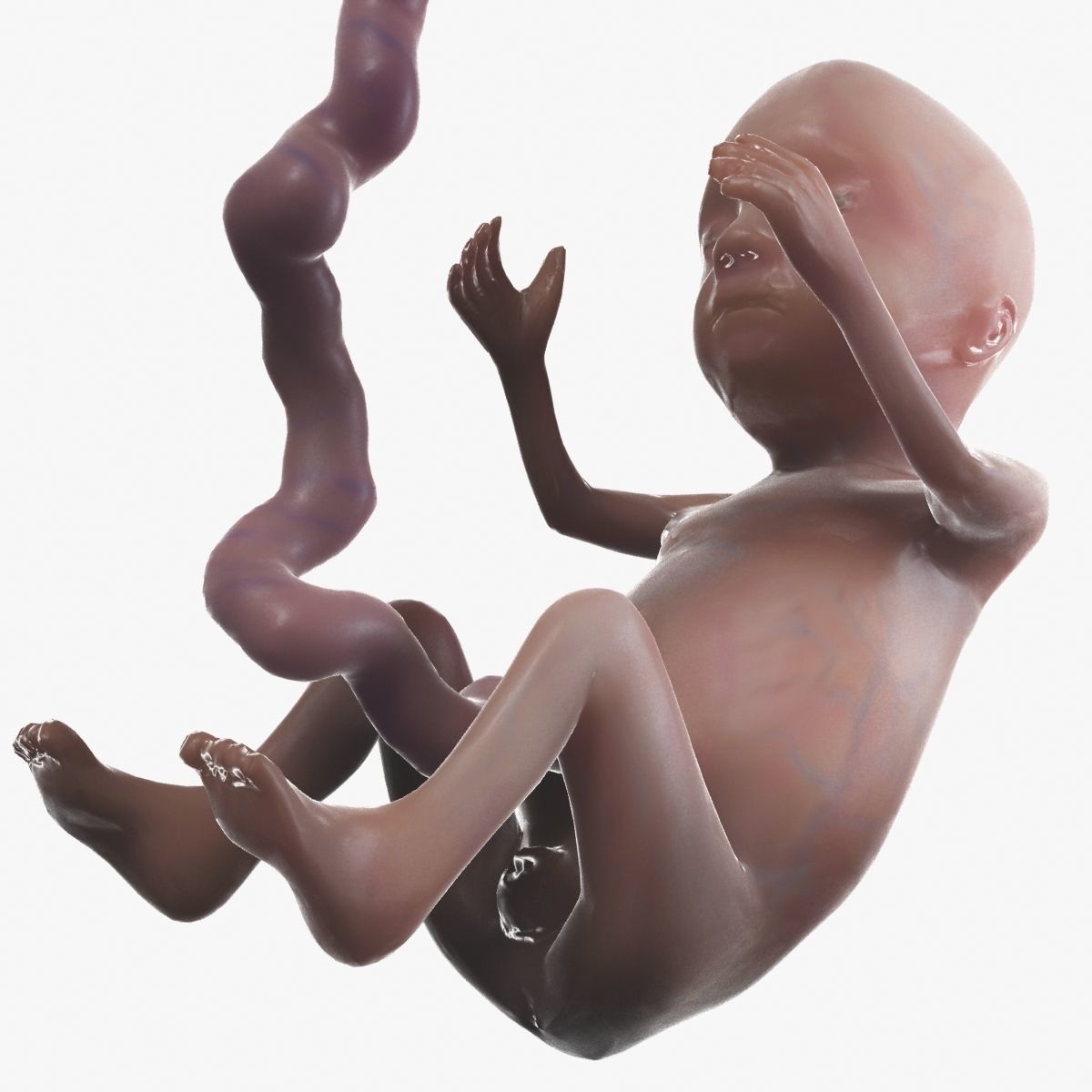 Human Fetus 3D model_50